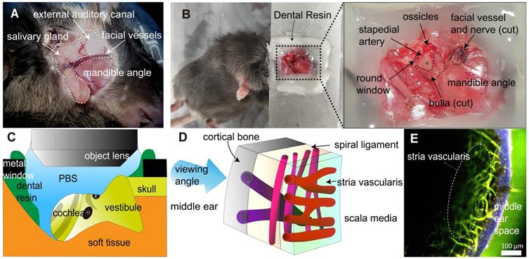 Theranostics Image