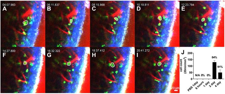 Theranostics Image