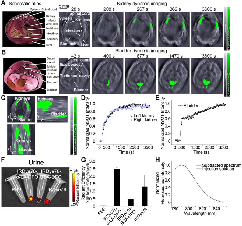 Theranostics Image