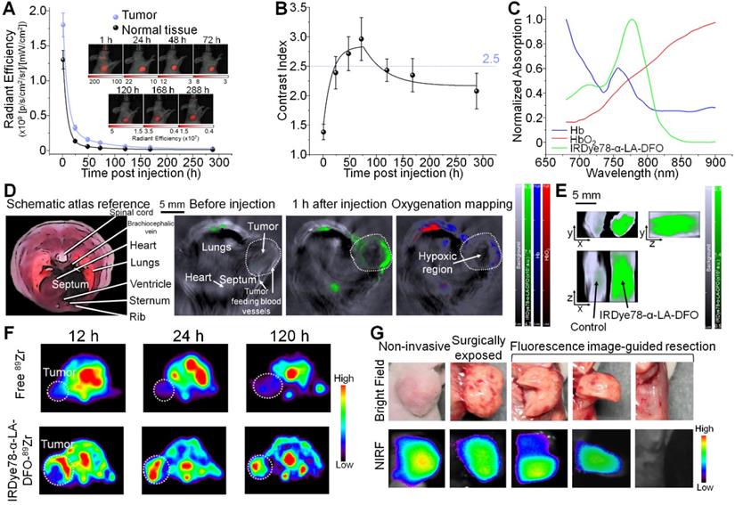 Theranostics Image