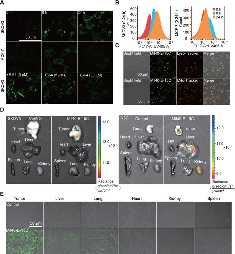 Theranostics Image