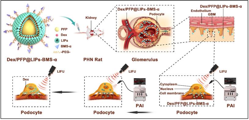 Theranostics Image