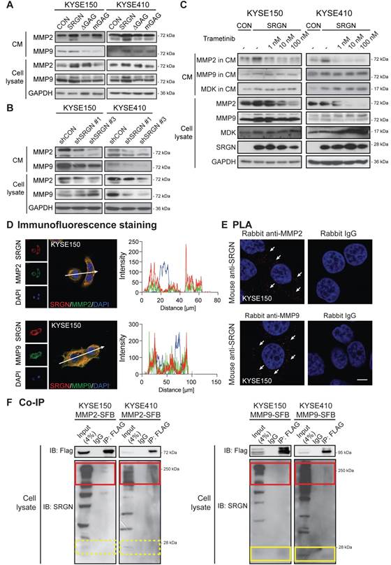 Theranostics Image