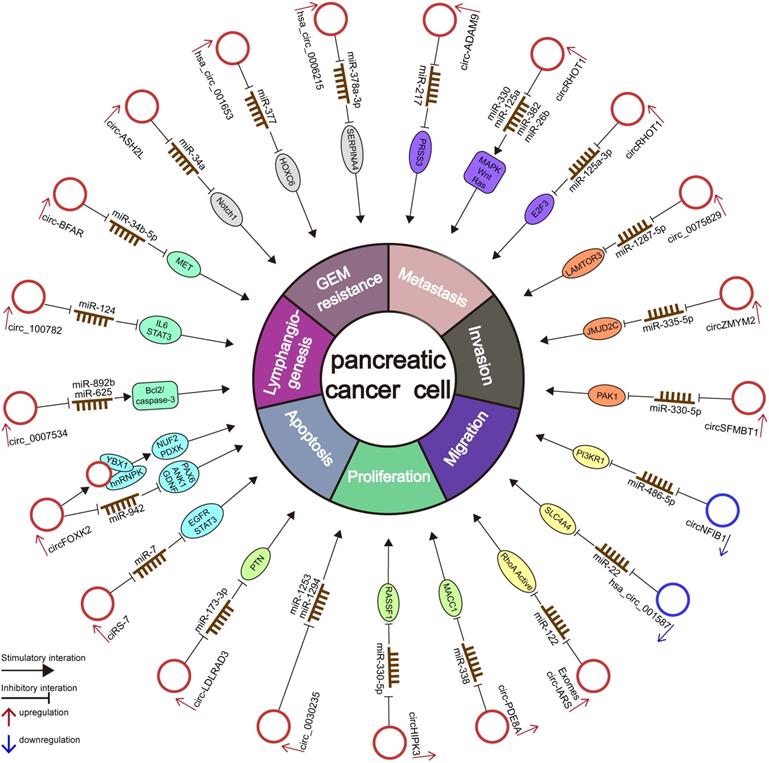 Theranostics Image