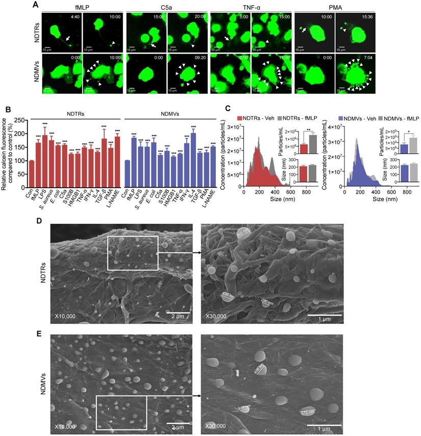 Theranostics Image