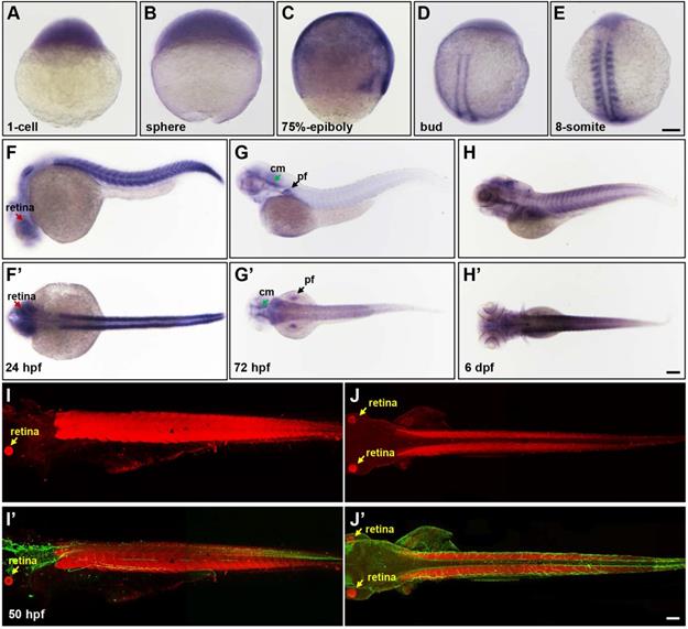 Theranostics Image