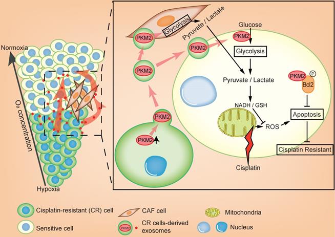 Theranostics Image