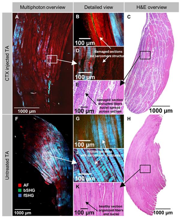 Theranostics Image