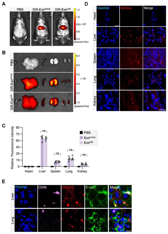 Theranostics Image