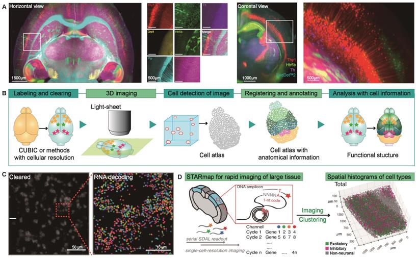 Theranostics Image