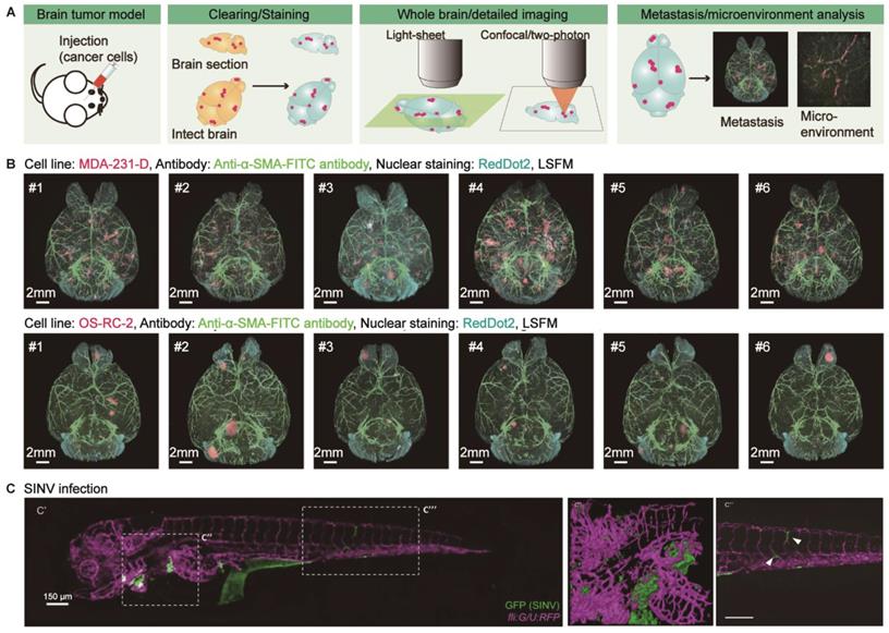 Theranostics Image