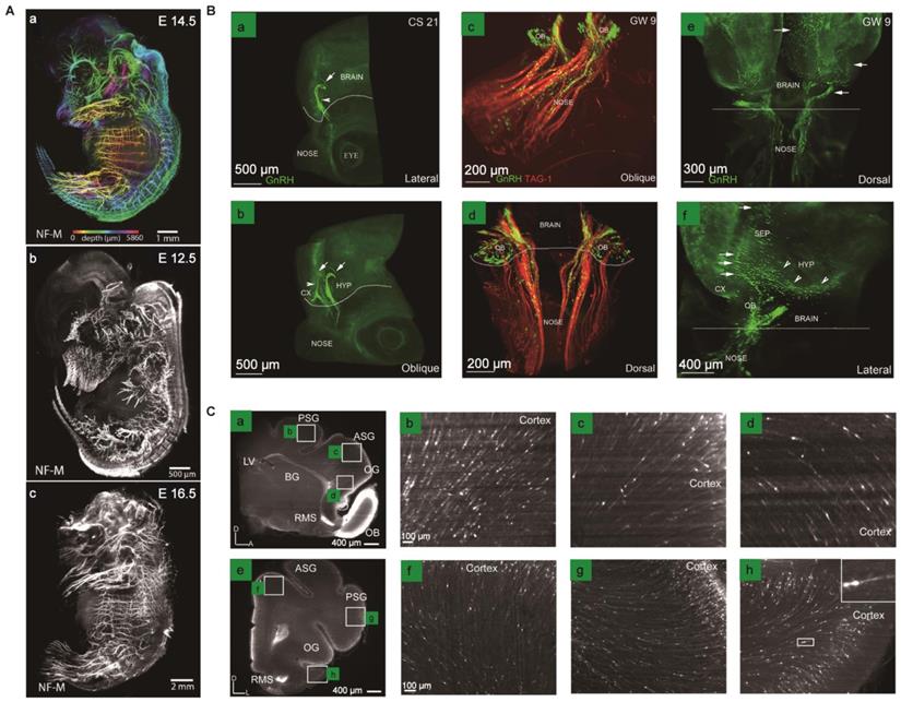 Theranostics Image