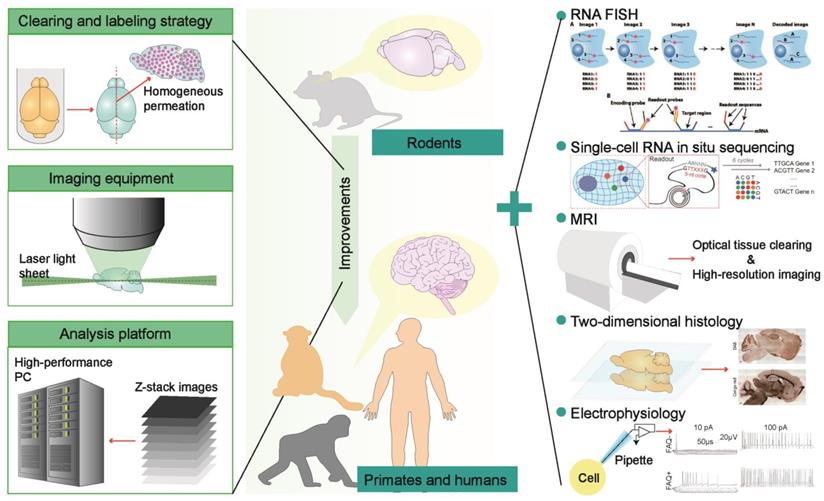 Theranostics Image