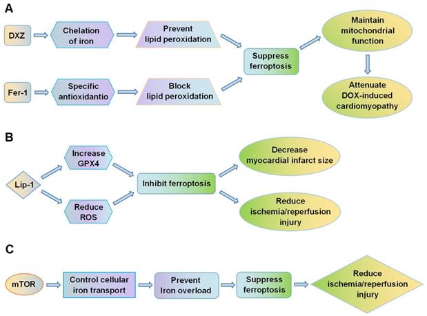 Theranostics Image