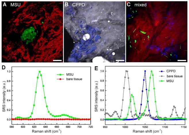 Theranostics Image