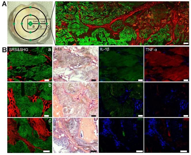 Theranostics Image