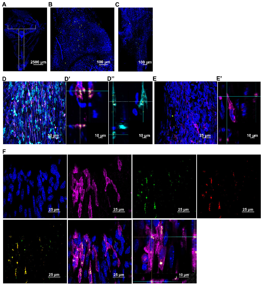 Theranostics Image