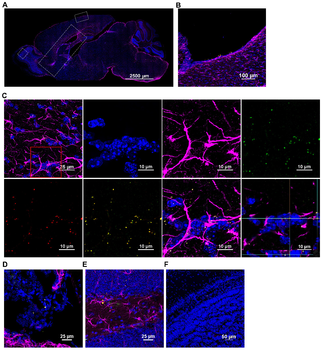 Theranostics Image