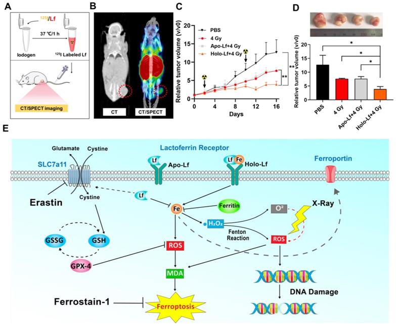 Theranostics Image