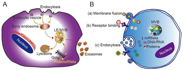 Theranostics Image