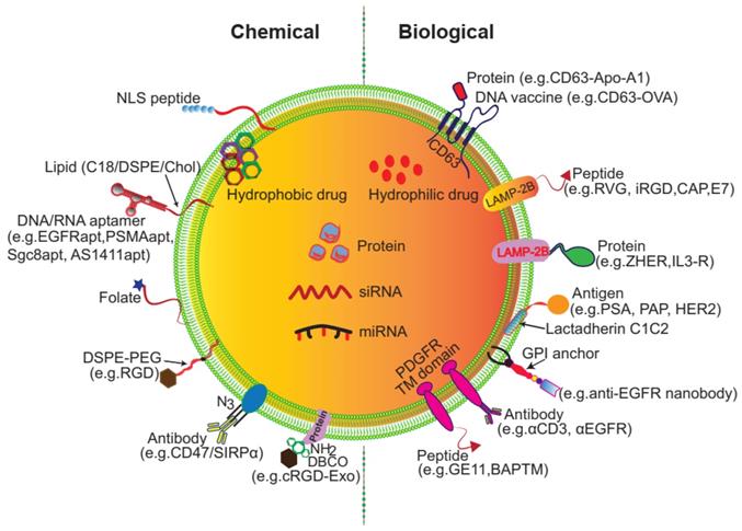 Theranostics Image