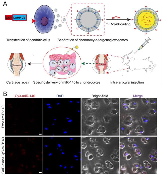 Theranostics Image