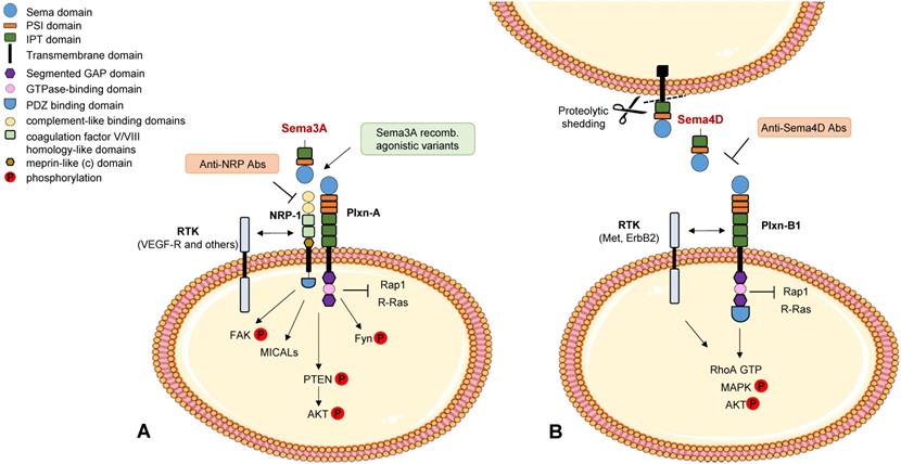 Theranostics Image