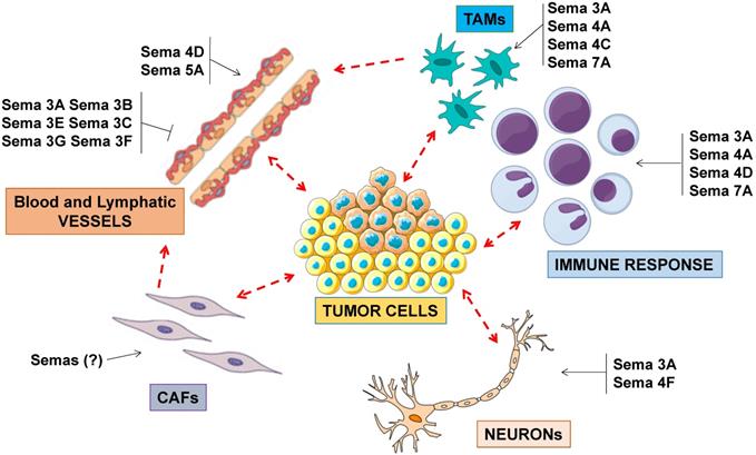 Theranostics Image