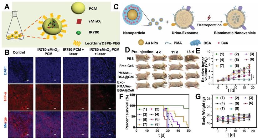 Theranostics Image