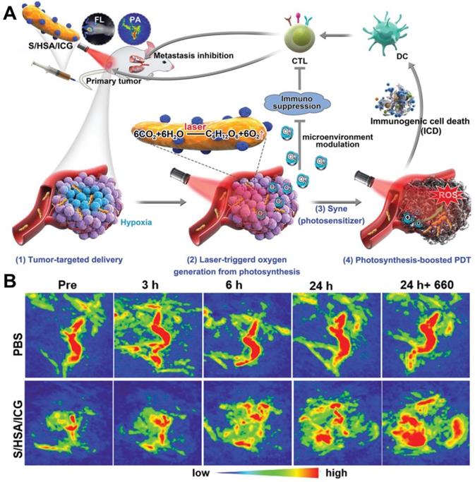 Theranostics Image