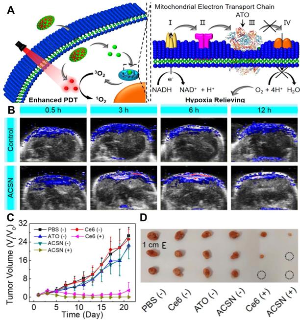 Theranostics Image