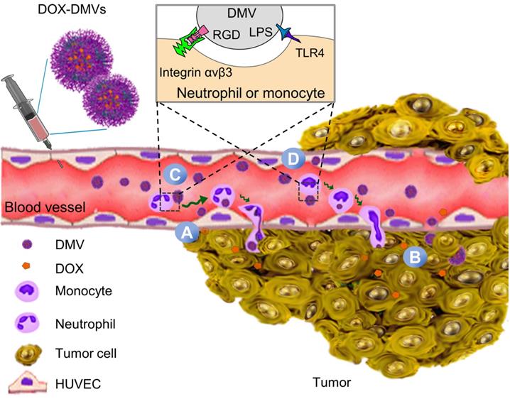 Theranostics Image