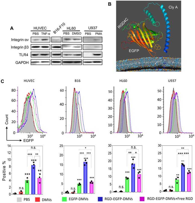 Theranostics Image