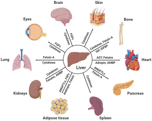 Theranostics Image