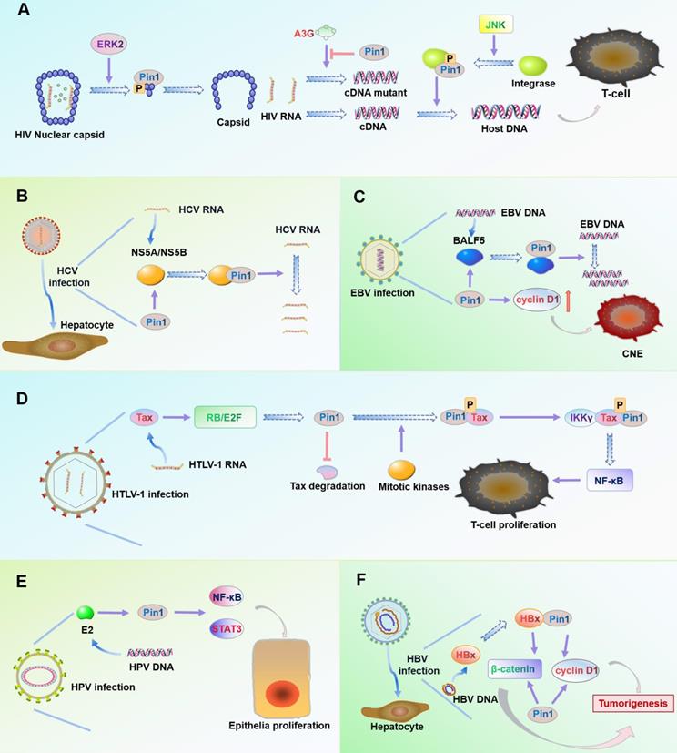 Theranostics Image