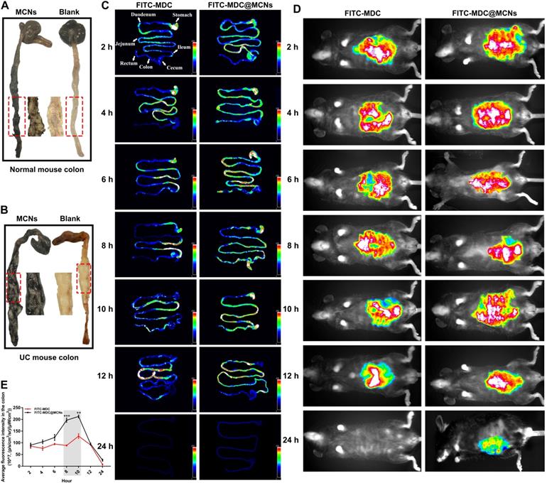 Theranostics Image