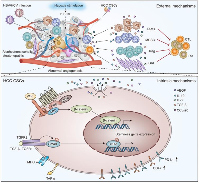 Theranostics Image