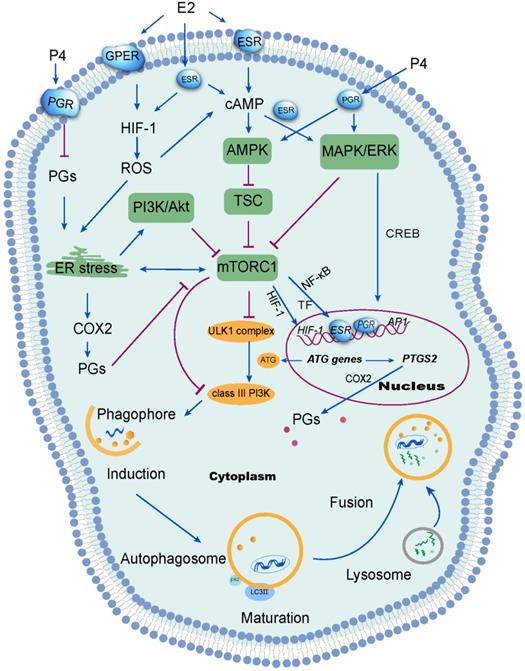 Theranostics Image