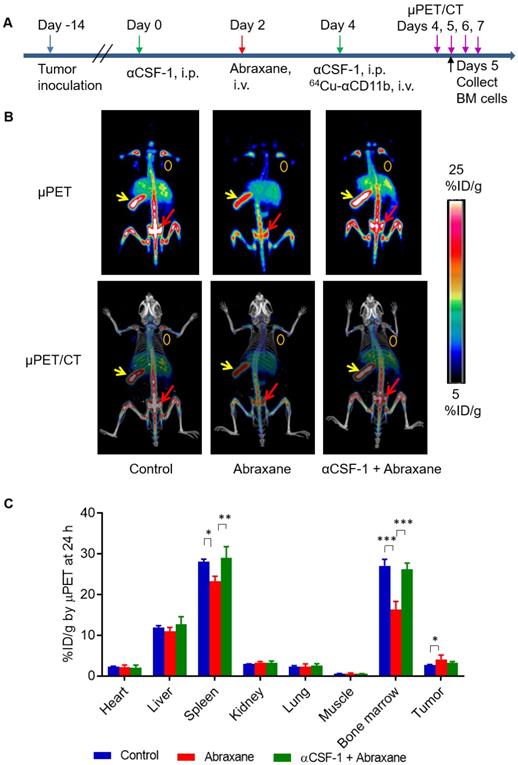 Theranostics Image