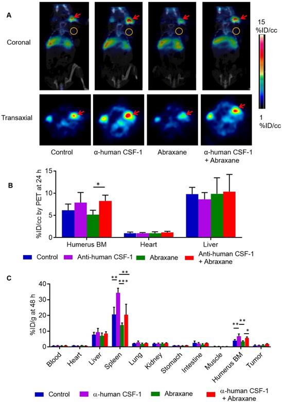 Theranostics Image