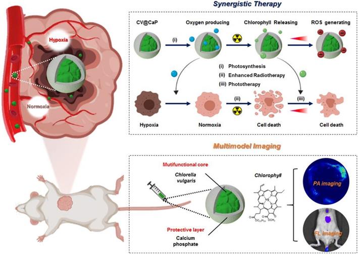 Theranostics Image