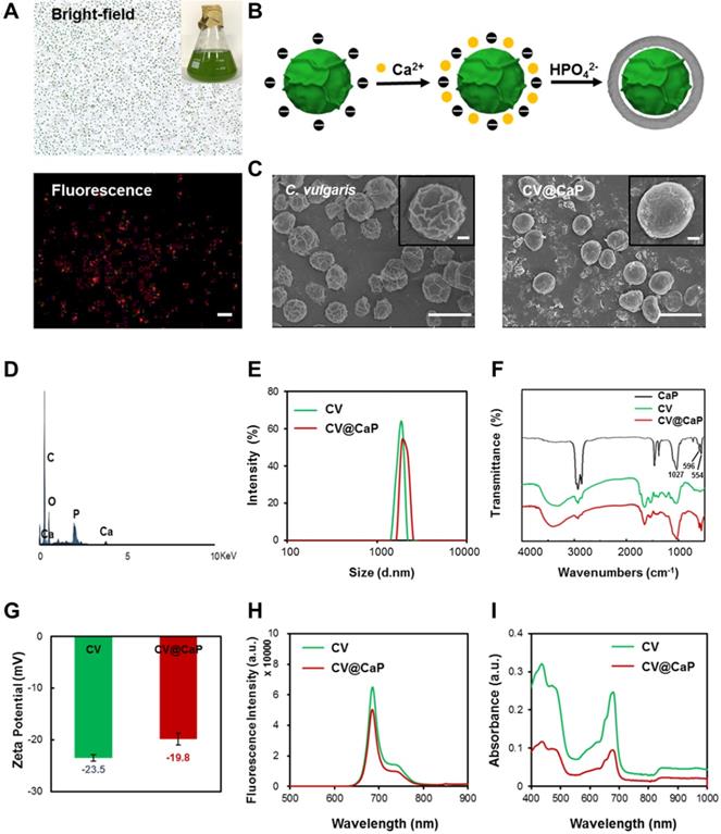 Theranostics Image