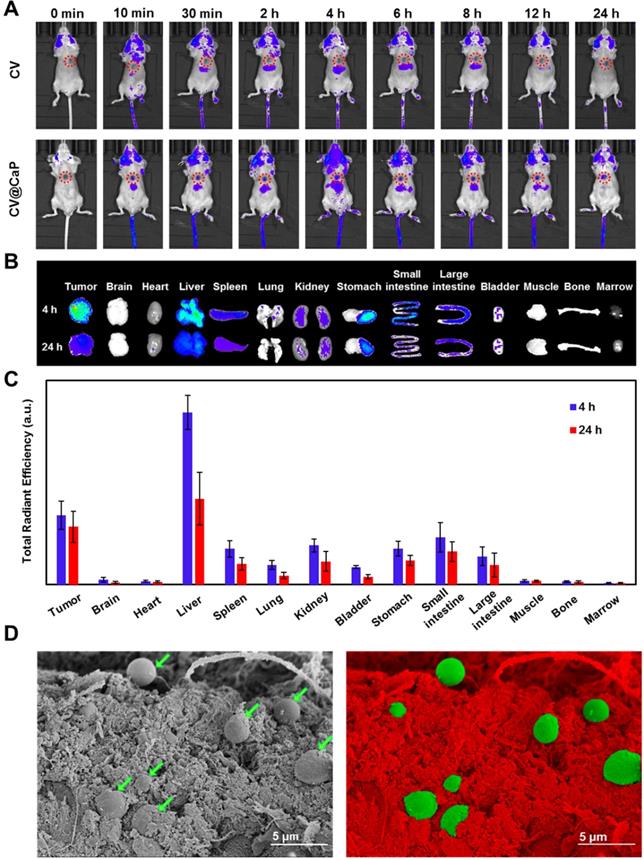 Theranostics Image