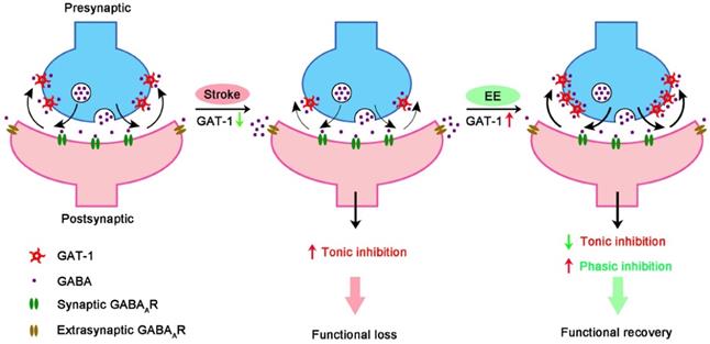 Theranostics Image