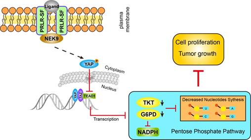 Theranostics Image