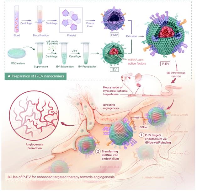 Theranostics Image