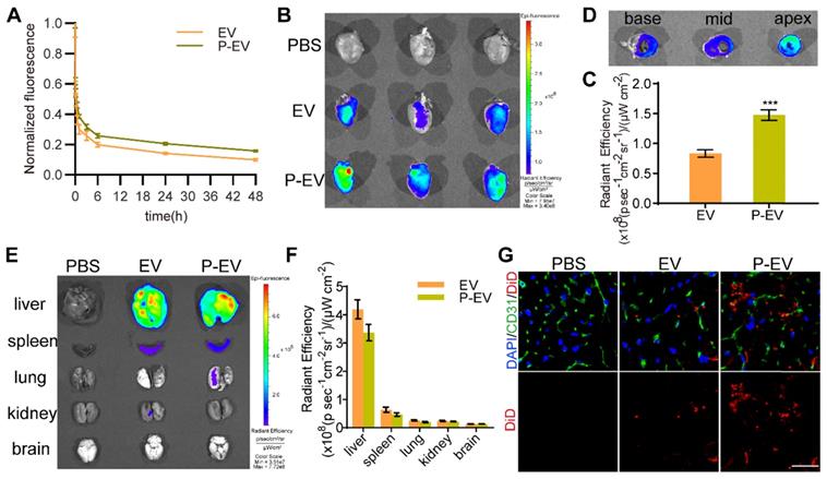 Theranostics Image