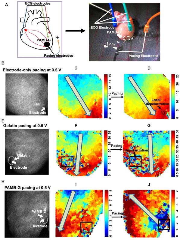 Theranostics Image