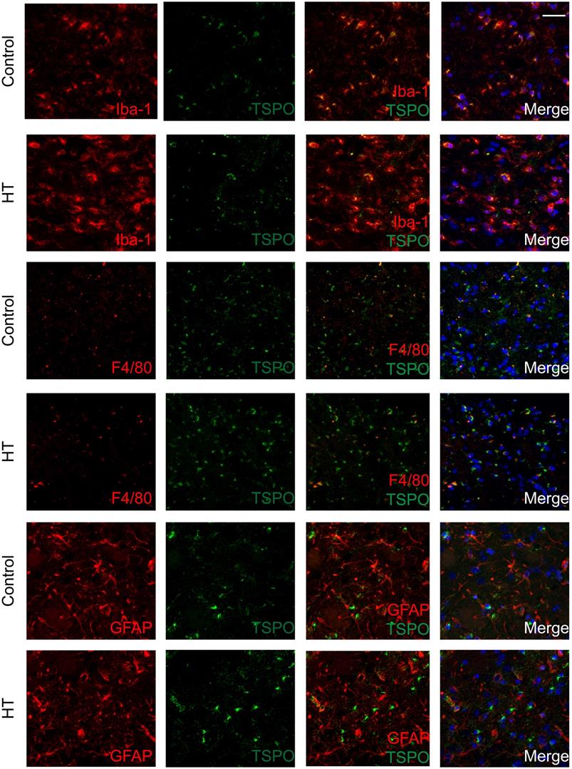 Theranostics Image