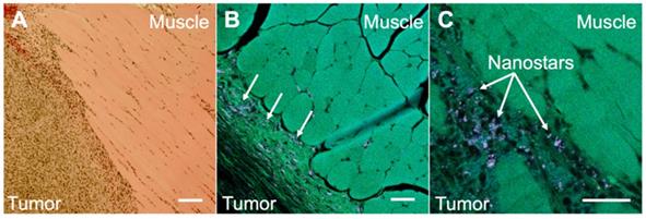 Theranostics Image